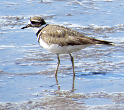 Killdeer.jpg