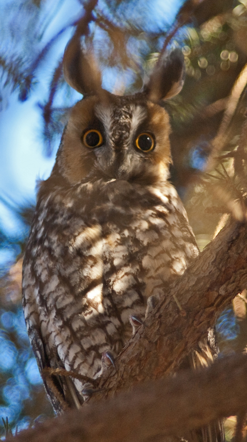 LongEaredOwl.jpg