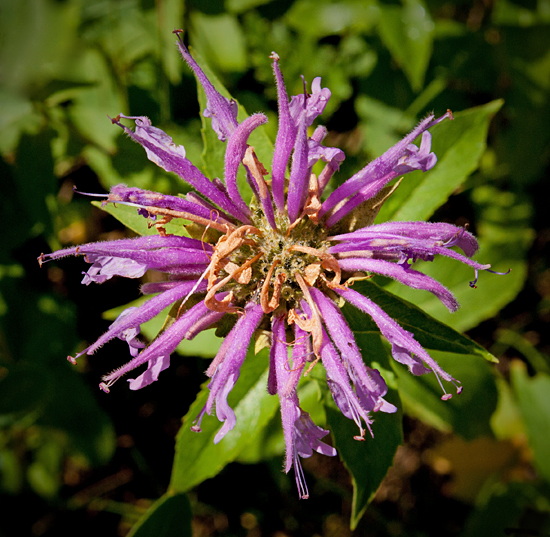 Horsemint.jpg