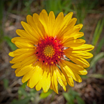 Wildflowers