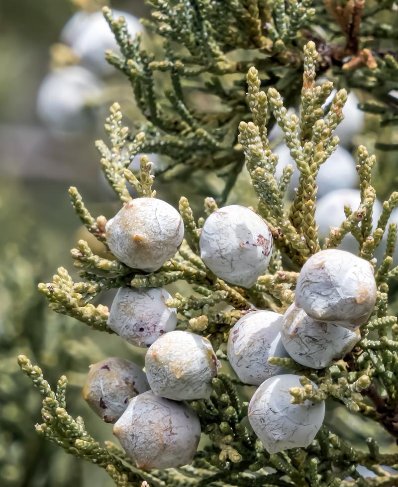 N20_2974_C_berries-up-close_w.jpg